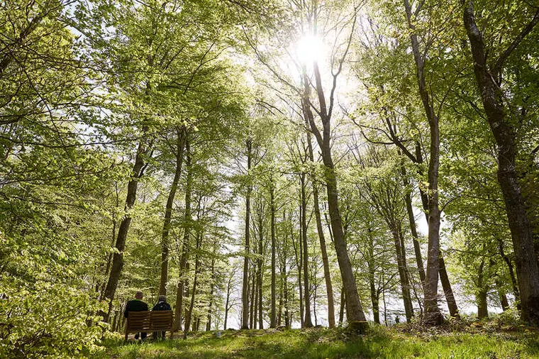 Th. Aarup Skov på Kallestrupgaard Skovbegravelsesplads ved Aalestrup
